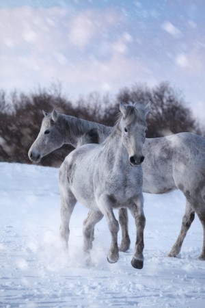 Horses in the Snow